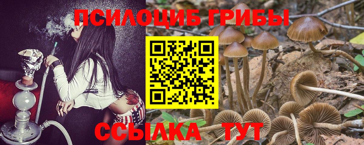 Вышний Волочёк  Галлюциногенные грибы Psilocybine cubensis  Галлюциногенные грибы прущие грибы  Вход с VPN 